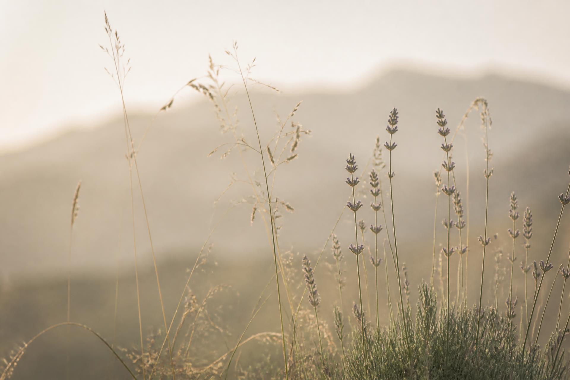 Delicadas hastes de lavanda e capim ao amanhecer, evocando calma e presença